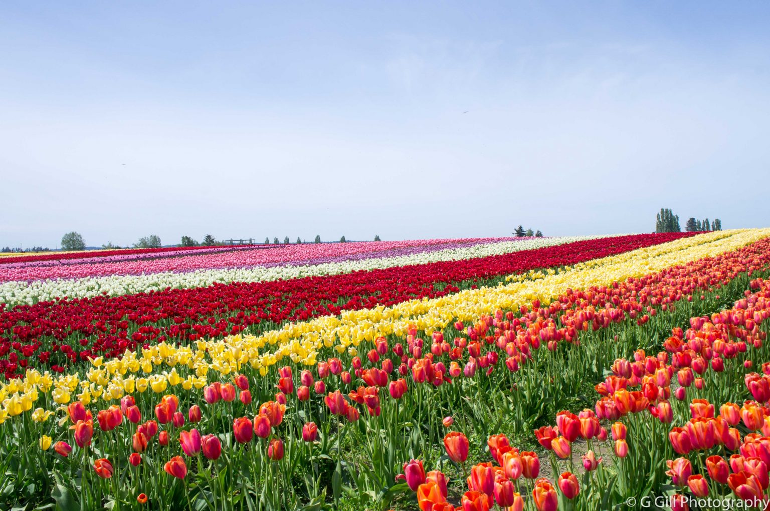 Skagit Valley Tulip Festival Joy of Exploring The Scenic Country Drive