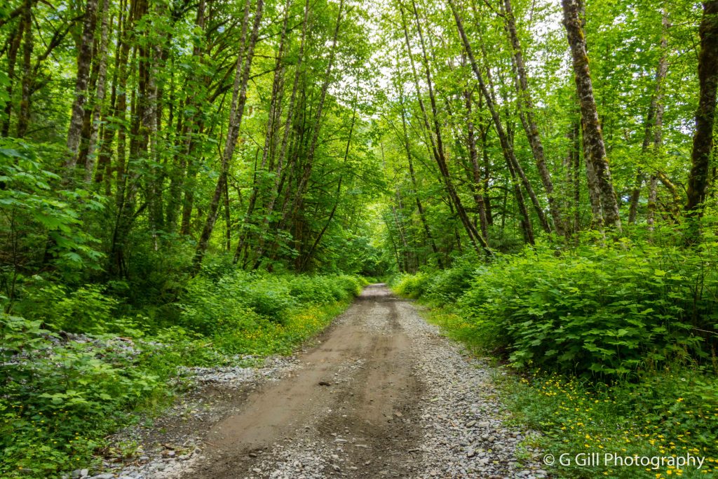 Indian River FSR The Joy of Exploring Backroads of British Columbia